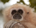 gibbon-2x21.jpg